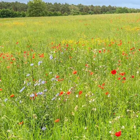 2 Bedroom In Apartmán Rechlin